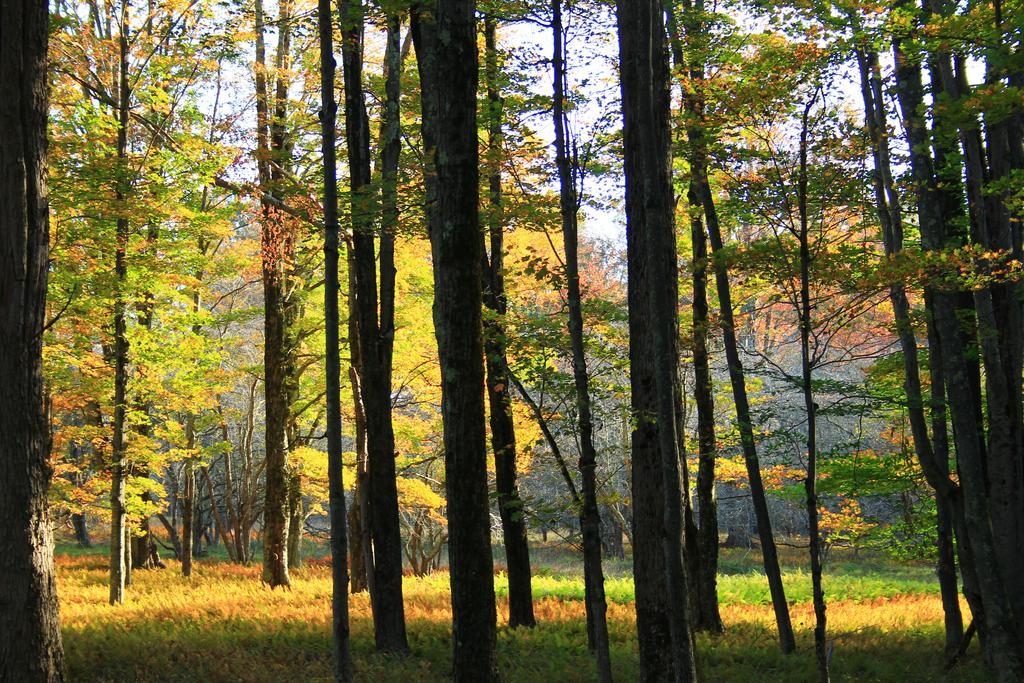 Canaan Valley Resort State Park Davis Exterior photo
